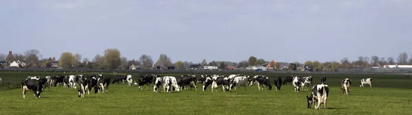 Πανοραμική Φωτογραφία Του Μαύρο Και Άσπρο Ολλανδικές Αγελάδες Χολστάιν Βοσκοτόπων — Φωτογραφία Αρχείου
