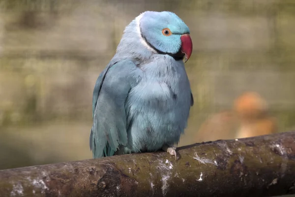 Tropical Bleu Collar Parakeet Sitting Branch — Stock Photo, Image