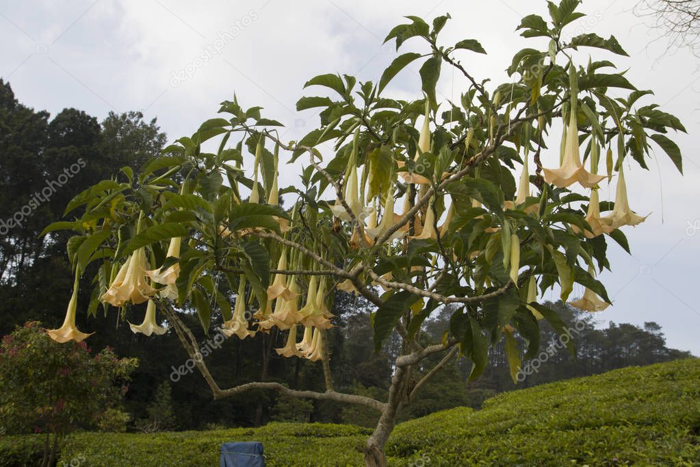 Yellow angel's trumpet flowers (Brugmansia suaveolens) on tree. Brugmansia suaveolens also known as angel trumpet, or angel's tears,