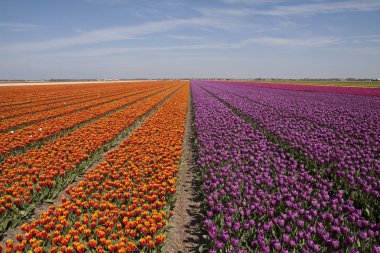 Güneşli bir günde Hollanda bahar manzara üst üste sayısız renkli lale ile Manzara