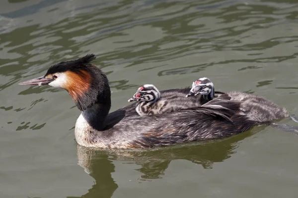 Grebe mother bird with two  young birds on the back swimming in the water