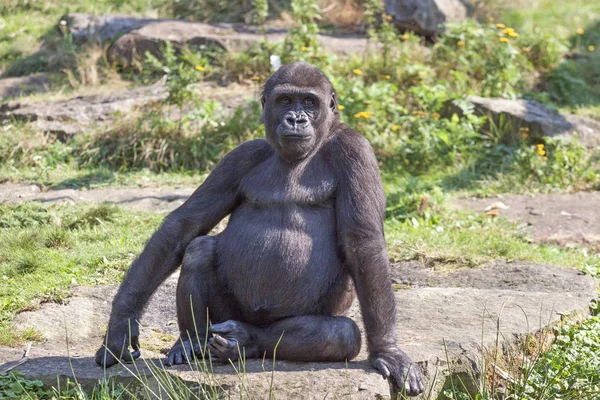 Gorila Sienta Tranquilamente Suelo Con Ambos Brazos Apoyados Suelo — Foto de Stock