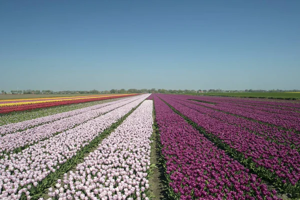 Paesaggio Con Innumerevoli Tulipani Colorati Fila Paesaggio Primaverile Olandese Una — Foto Stock