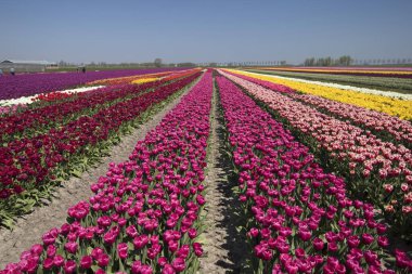 Bir bahar manzara ufka kadar lale ile renkli zıt renkli satırlar