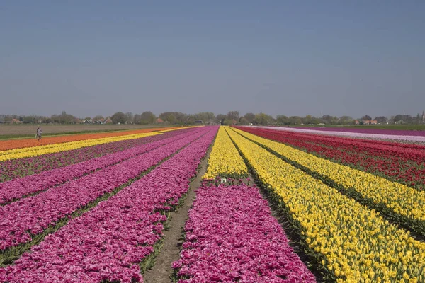 Flower Beds Different Colors Tulips Horizon Dutch Spring Landscape — Stock Photo, Image