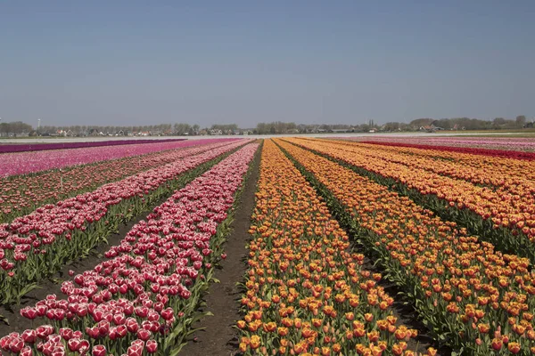 Pięknie Zabarwione Tulipan Krajobraz Rzędami Tulipany Domów Tle — Zdjęcie stockowe