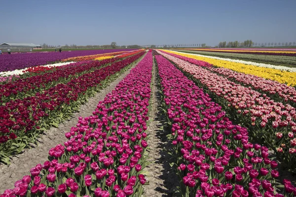 Barevné Kontrastující Barevné Řady Tulipány Obzoru Jarní Krajině — Stock fotografie