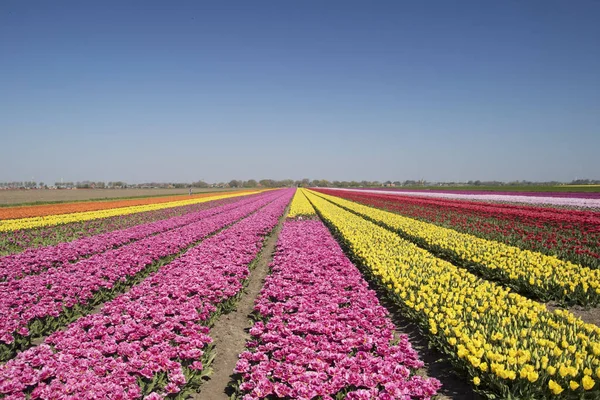 Aiuole Con Diversi Colori Tulipani Fino All Orizzonte Paesaggio Primaverile — Foto Stock