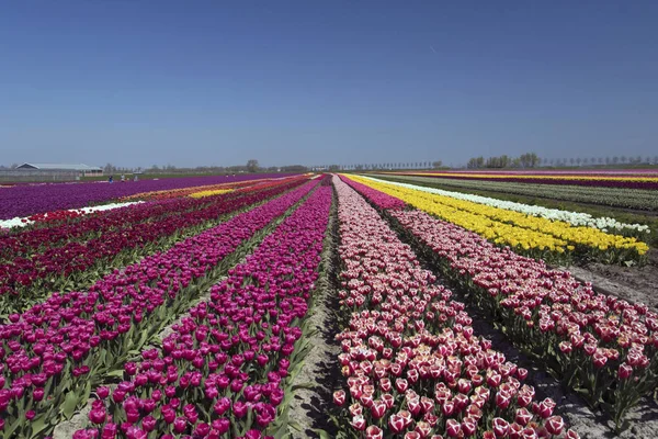 Šířku Nespočetnými Barevnými Tulipány Řadě Holandské Jarní Krajině Slunečného Dne — Stock fotografie