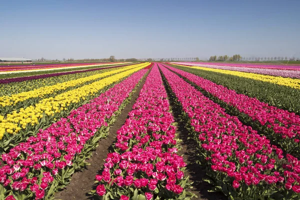 Květinové Postele Různou Barvou Tulipány Obzoru Holandské Jarní Krajině — Stock fotografie
