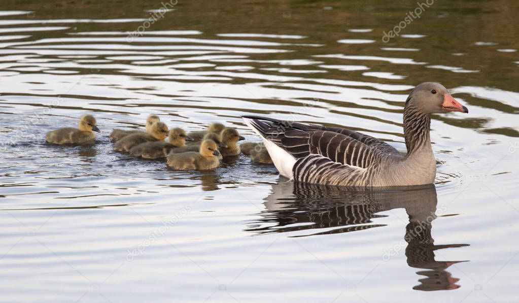 Attentive mother goose is followed by her young in the water