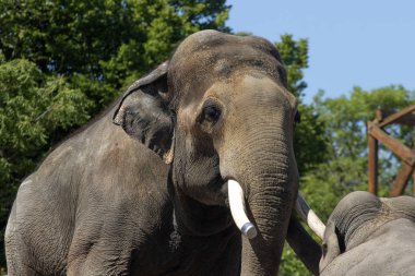 Güneşte büyük erkek fil