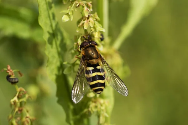 Macro Photo Yellow Bee Green Leaves — Stock Photo, Image