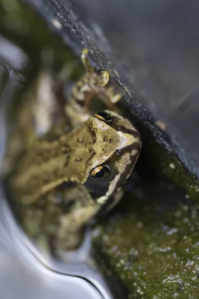 Closeup Photo Eyes Head Green Frog Holding Its Paws — Stock Photo, Image