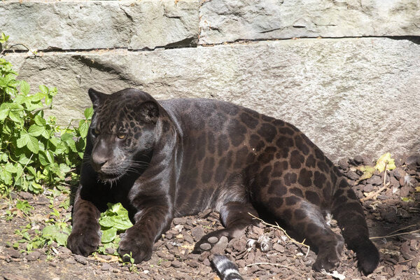 Black jaguar. You can see the pattern in its fur through the sunlight