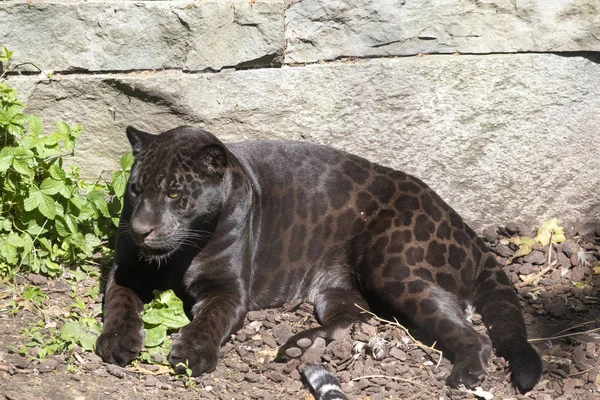 Jaguar Noir Vous Pouvez Voir Motif Dans Fourrure Travers Lumière Photo De Stock