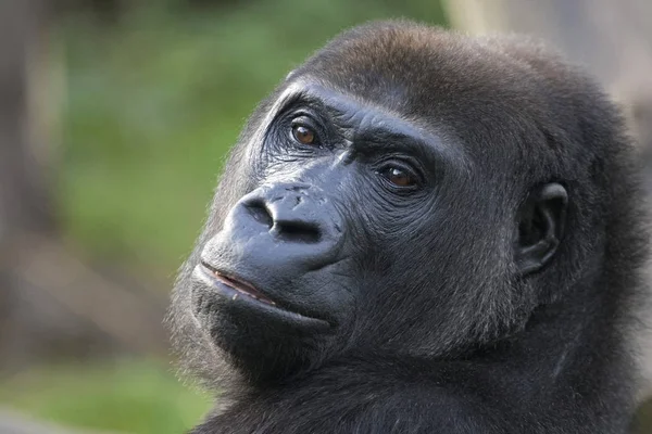 Dreamy look of a big black gorilla