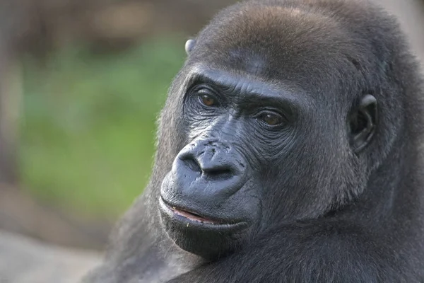 Portrait Black Western African Gorilla — Stock Photo, Image