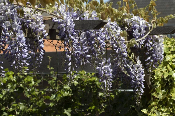 Purple flowers of the blue rain flowers (Wisteria sinensis) grow on a wooden pergola. These flowers give a wonderful sweet scent