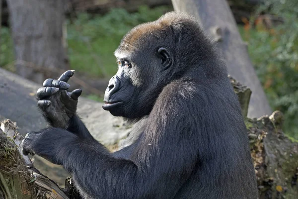 Gorila Masculina Grande Fotografiada Desde Lado Mira Sus Dedos — Foto de Stock