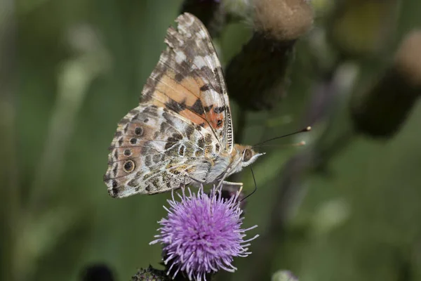 茴香蝴蝶是一种蝴蝶 原产于金丝雀科的Nymphalinae亚科 在荷兰和比利时 茴香蝴蝶主要被称为候鸟蝴蝶 — 图库照片