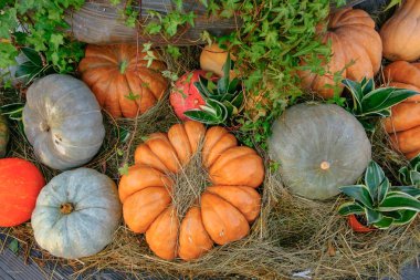 Ahşap arka planda çeşitli kabak çeşitleri. Sonbahar hasadı.