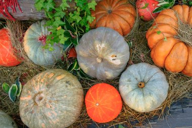 Ahşap arka planda çeşitli kabak çeşitleri. Sonbahar hasadı.