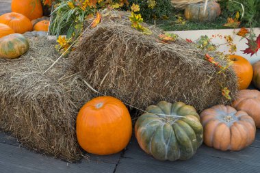 Ahşap arka planda çeşitli kabak çeşitleri. Sonbahar hasadı.