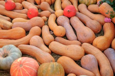 Ahşap arka planda çeşitli kabak çeşitleri. Sonbahar hasadı.