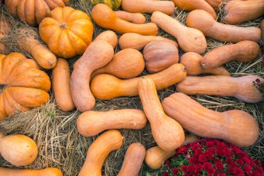 Ahşap arka planda çeşitli kabak çeşitleri. Sonbahar hasadı.