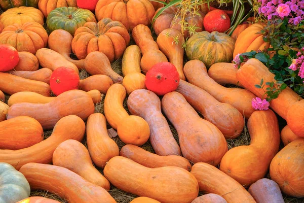 Bright Orange Pumpkins Outdoor Farmer Market — Stock Photo, Image