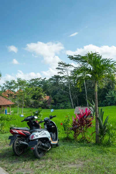 摩托摩托车停在水稻梯田。乌布， 巴厘岛 — 图库照片