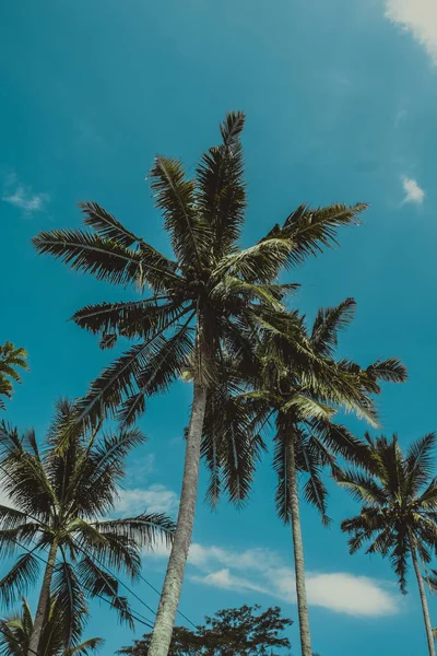 Retro toned palm trees with sky as copy space — Stock Photo, Image