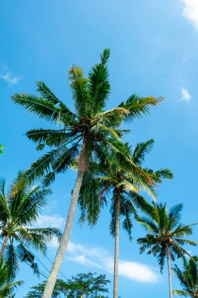 Palm trees with sky as copy space — Stock Photo, Image