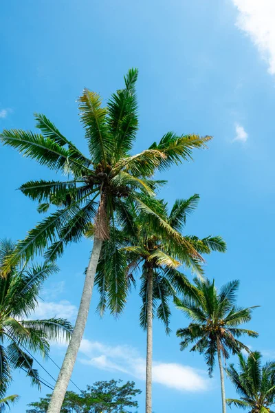 Palm trees with sky as copy space — Stock Photo, Image