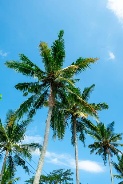 Palm trees with sky as copy space — Stock Photo, Image