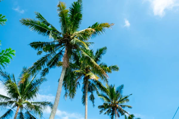 Palm trees with sky as copy space — Stock Photo, Image