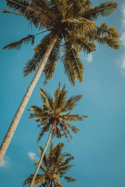 Ретро тонированные пальмы с небом в качестве копировального пространства — стоковое фото