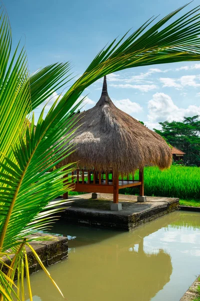 水稻梯田。乌布, 巴厘岛. — 图库照片