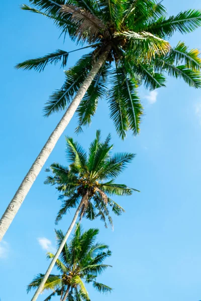 Palm trees with sky as copy space — Stock Photo, Image