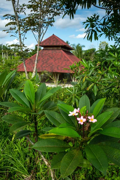 Flores de Frangipani. Ubud, Bali —  Fotos de Stock