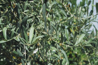 Türkiye'de otelde zeytin ağacı kapat