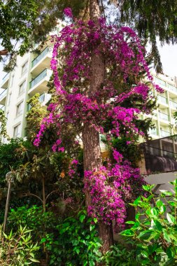 Türkiye'de otelde Oleander ağacı