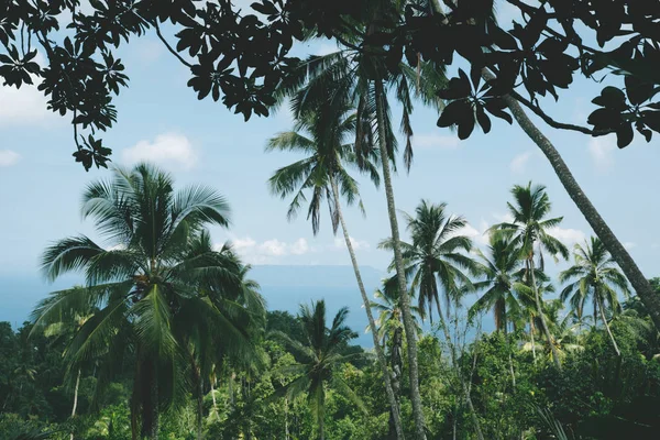 Palmeiras. Moda, viagens, verão, férias e praia tropical — Fotografia de Stock