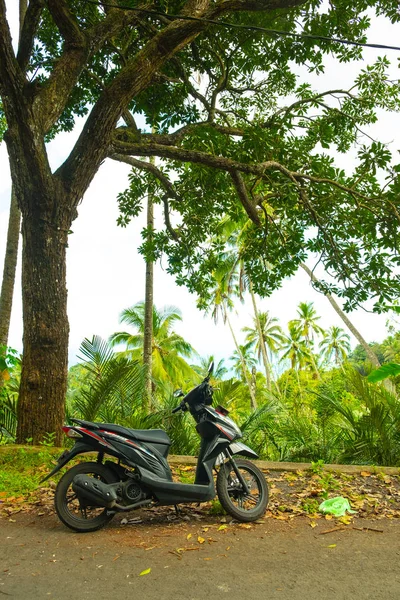 Motobike under the trees. Palm trees. Fashion, travel, summer, v — Free Stock Photo