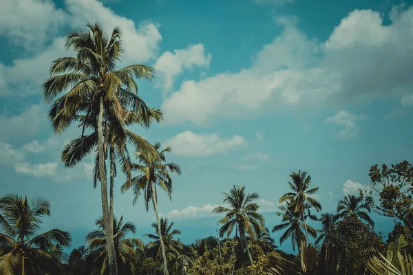 Palmieri împotriva cerului albastru, Palmieri pe coasta tropicală, vinta — Fotografie, imagine de stoc