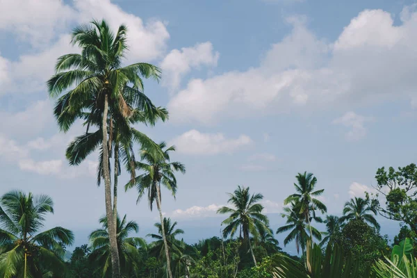 Palmieri. Modă, călătorie, vară, vacanță și plajă tropicală — Fotografie, imagine de stoc