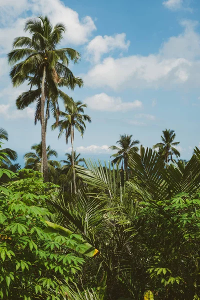 Palmieri. Modă, călătorie, vară, vacanță și plajă tropicală — Fotografie, imagine de stoc