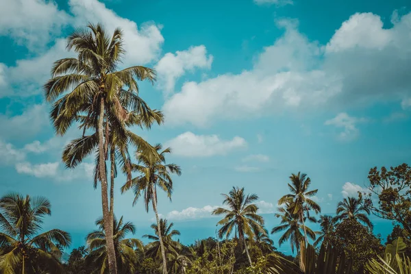 Palmieri. Modă, călătorie, vară, vacanță și plajă tropicală — Fotografie, imagine de stoc