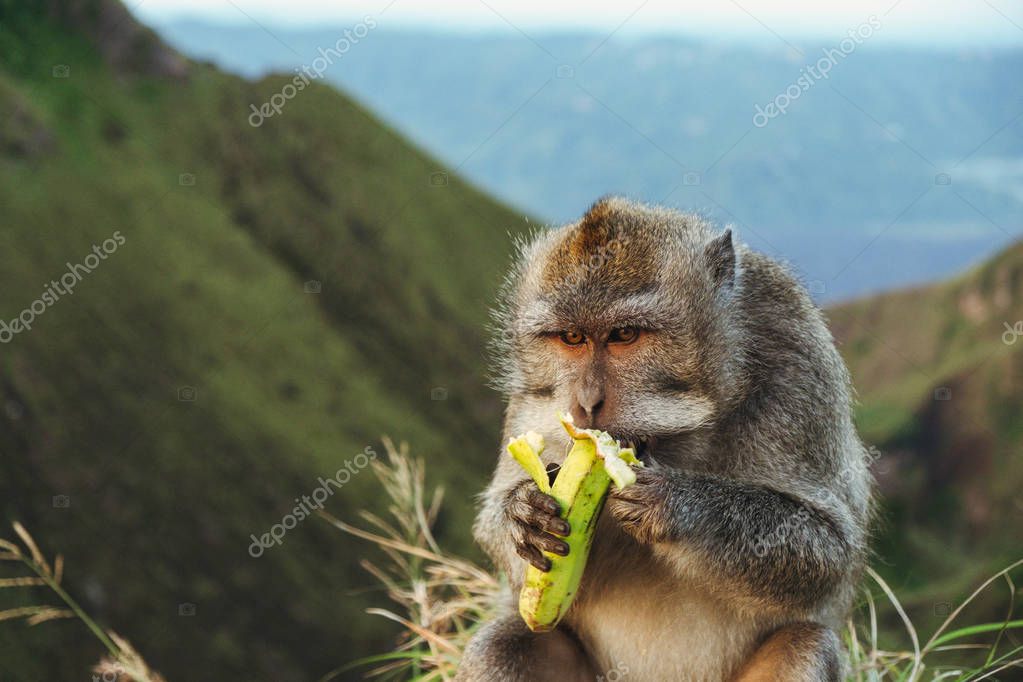 Mono en la cima de la montaña come un plátano 2023